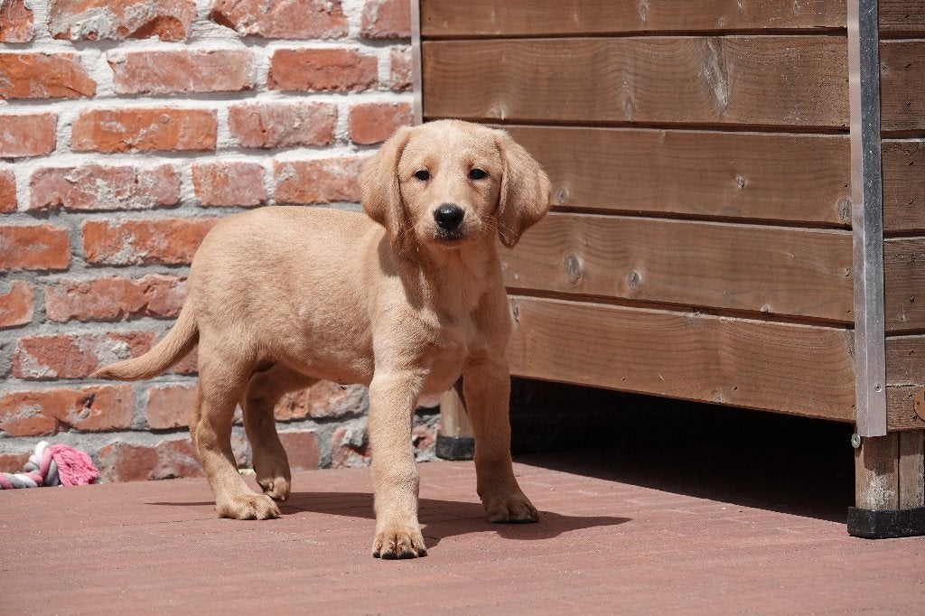 Abrikoze Labradoodle pups (type labrador), met stamboom, Parvo, België, Overige rassen, 8 tot 15 weken