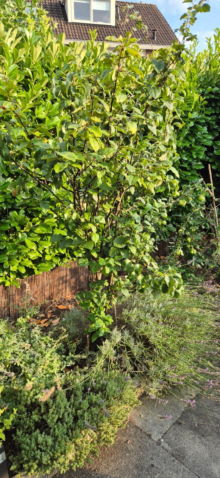 Appel- en perenboom, Overige soorten, Lente, 100 tot 250 cm, Ophalen
