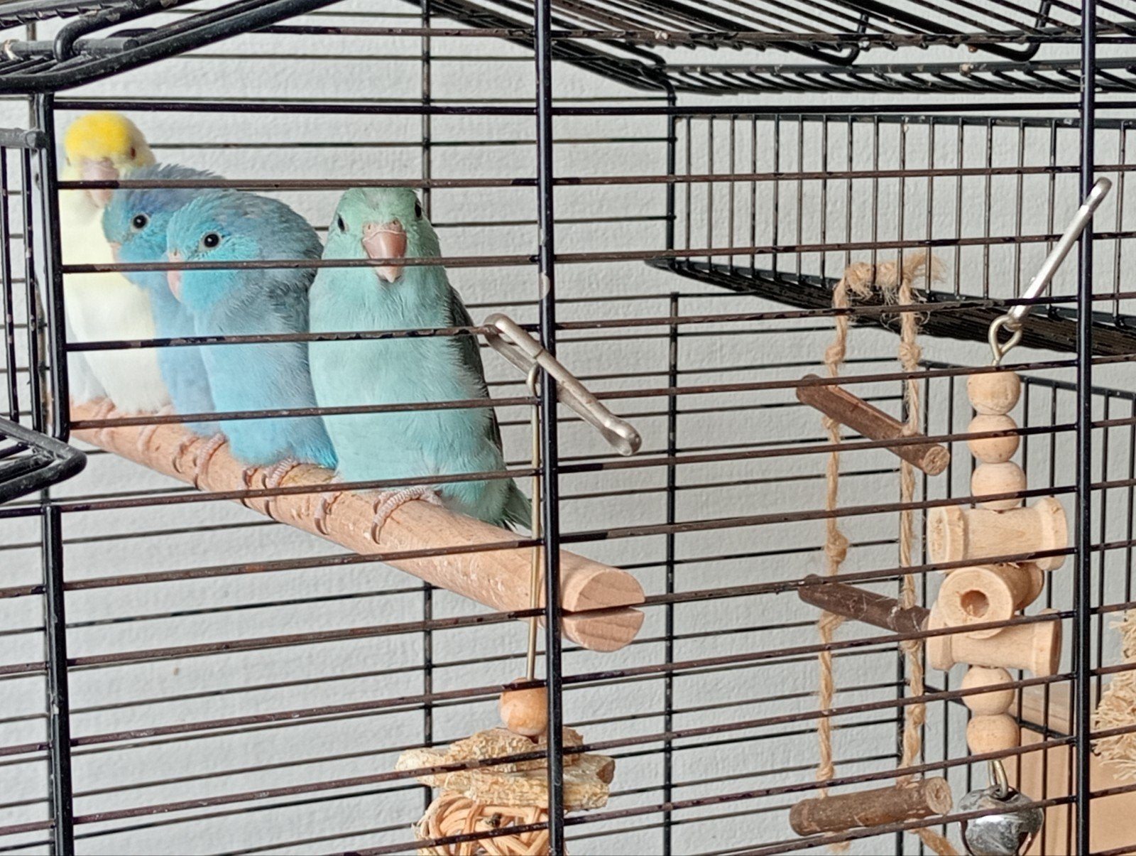 Forpus jonge te koop, Geslacht onbekend, Dwergpapegaai of Agapornis