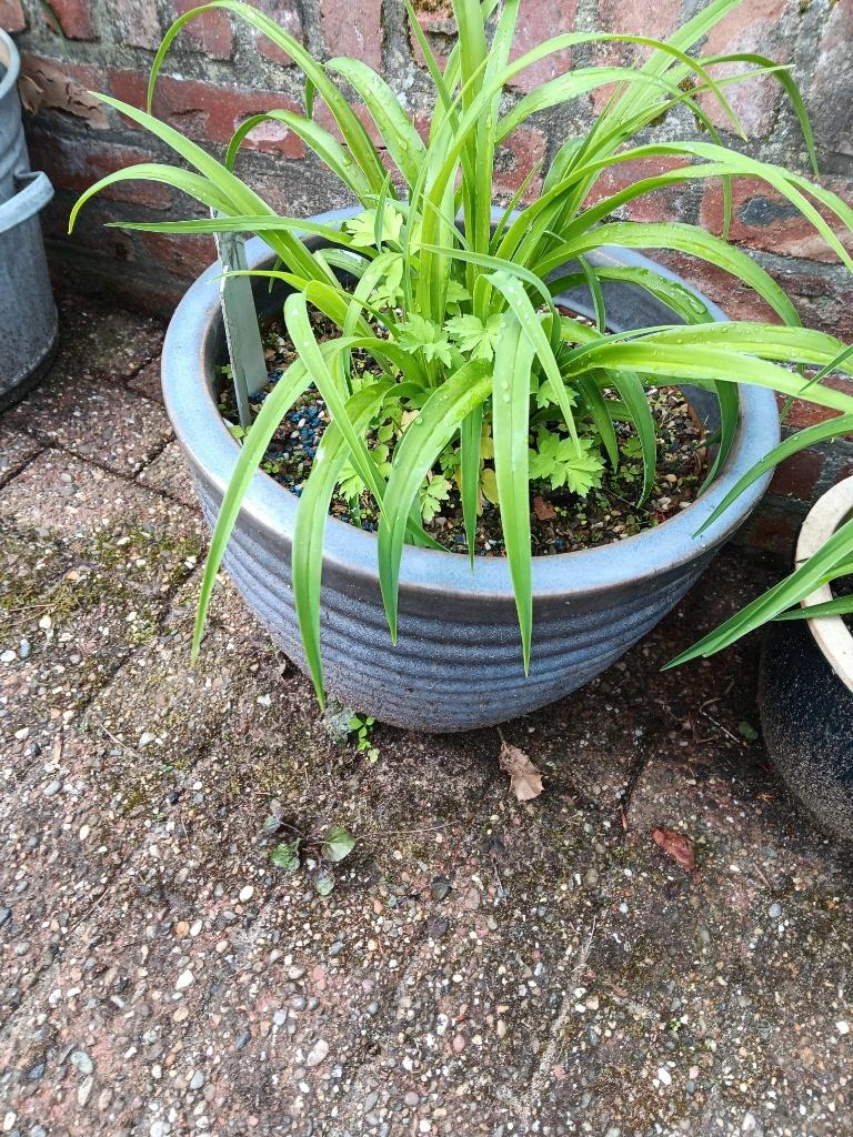 Hemerocallis Schnickel Fritz, Tuin en Terras, Planten | Tuinplanten, Volle zon, Vaste plant, Zomer, Ophalen