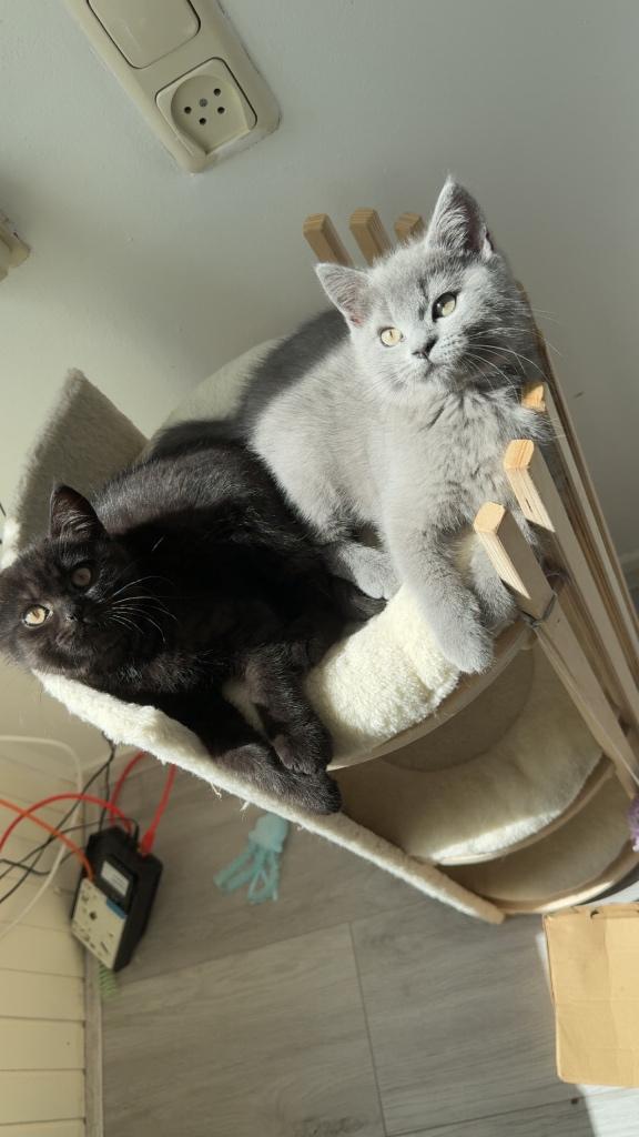 Britse korthaar kittens, Dieren en Toebehoren, Katten en Kittens | Raskatten | Korthaar, Meerdere dieren, Ontwormd