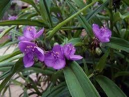 Diverse potten met TRADESCANTIA bloeit paars, Tuin en Terras, Ophalen of Verzenden, Overige soorten, Volle zon