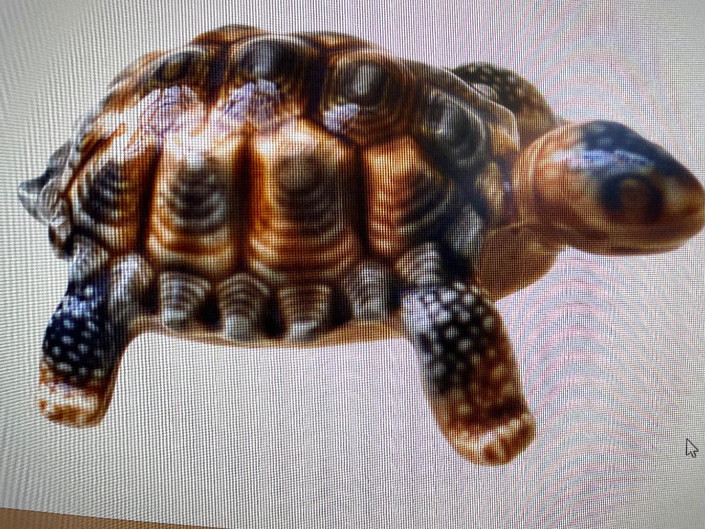 Engels Porseleinen schildpad, Ophalen of Verzenden