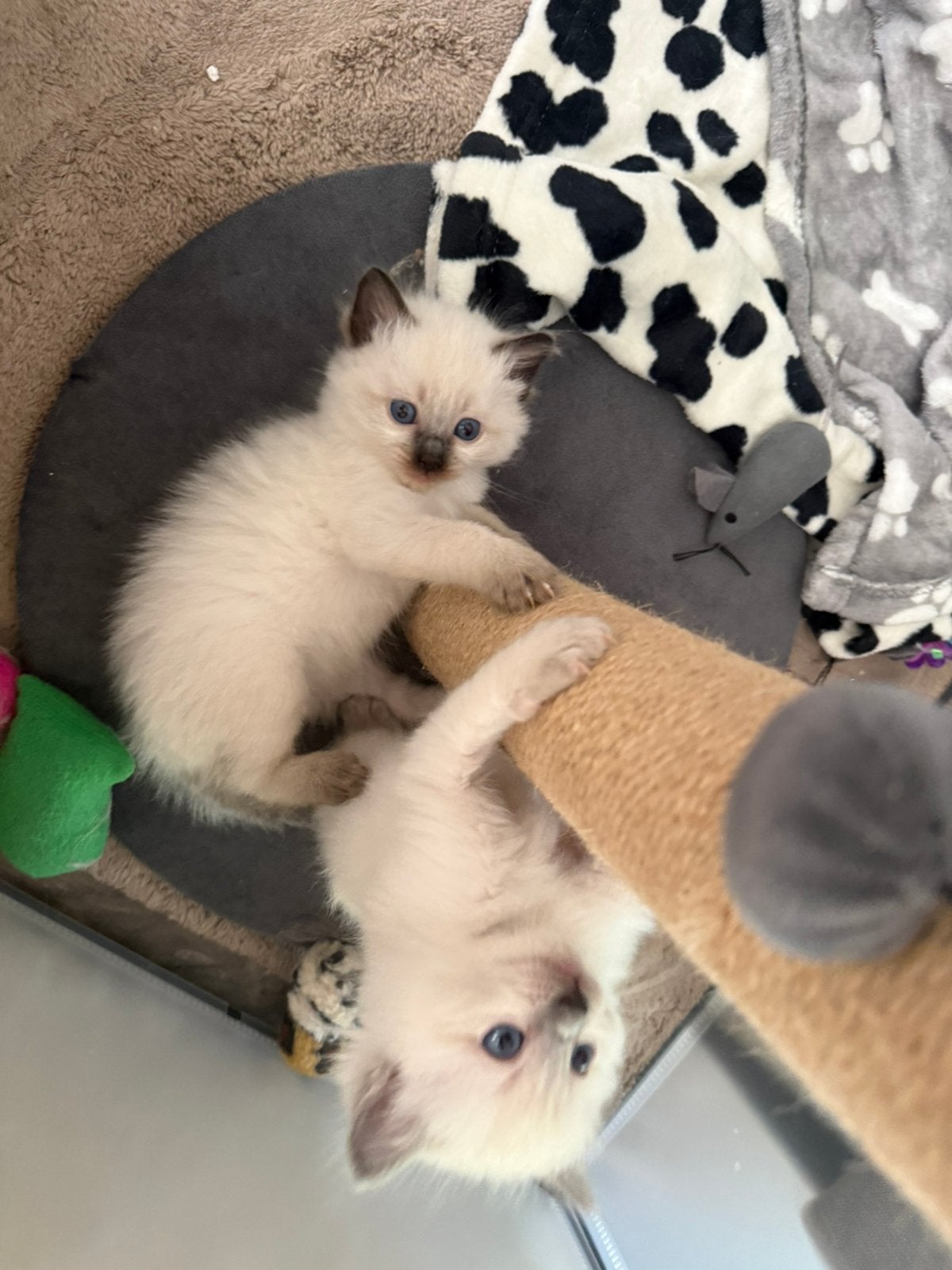 Ragdoll kittens 5 stuks, Meerdere dieren, Gechipt, 0 tot 2 jaar