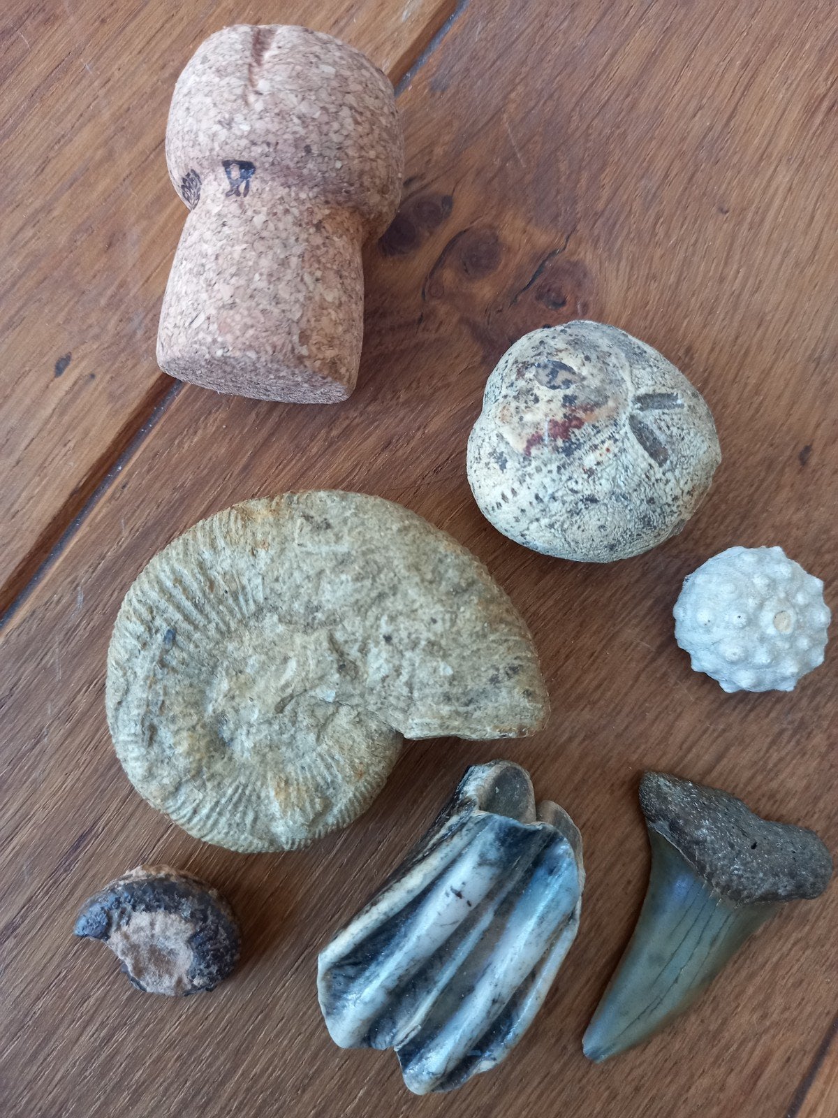 Set fossielen: haaientand, zee-egel, ammoniet en meer, Ophalen of Verzenden, Fossiel