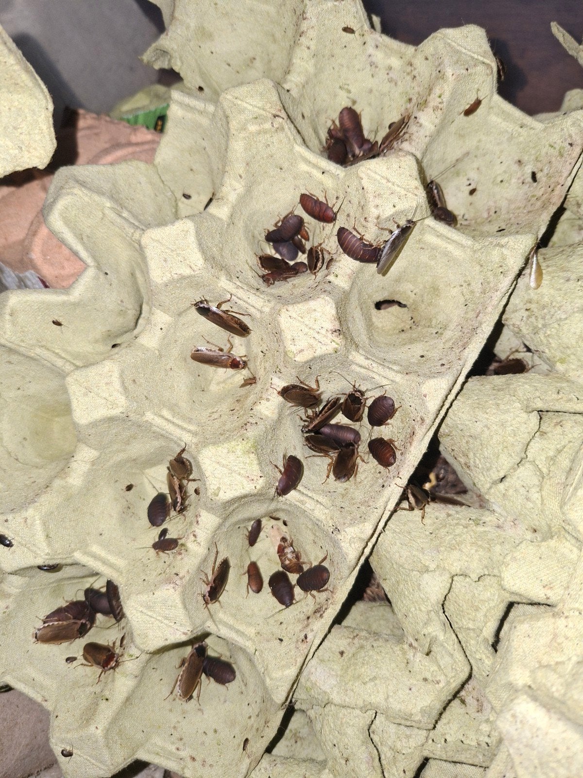 phoetalia pallida kakkerlakken/roaches, Dieren en Toebehoren, Amfibie, 0 tot 2 jaar