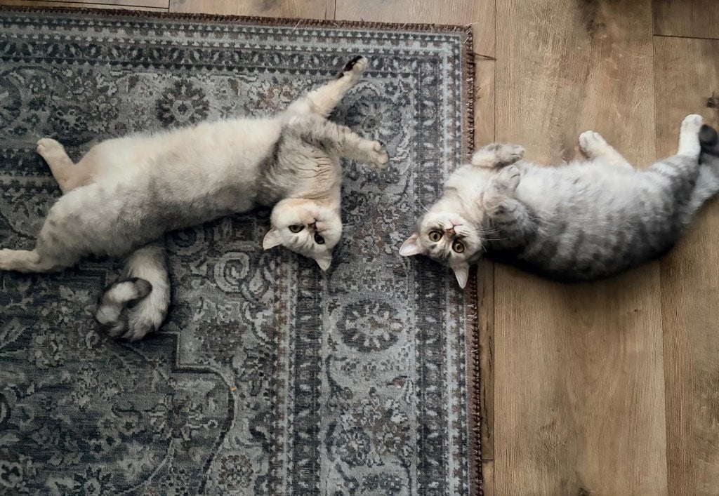 Britse korthaar, Dieren en Toebehoren, Katten en Kittens | Raskatten | Korthaar, Poes, Gechipt, 3 tot 5 jaar