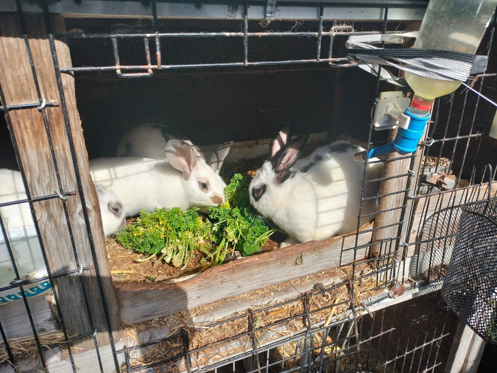 Lotharingen te koop, Dieren en Toebehoren, Meerdere dieren, Middelgroot, 0 tot 2 jaar