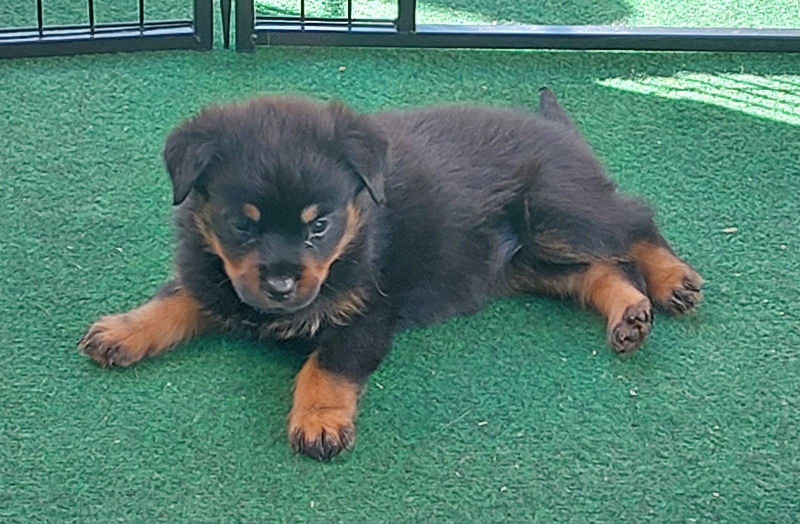 Raszuivere Grove Rottweiler pups, Parvo, 8 tot 15 weken, Groot, Meerdere