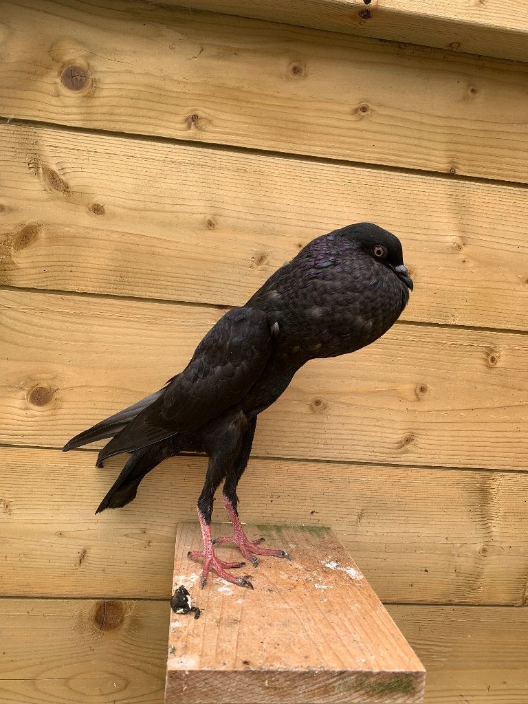 Zwarte brunners van dit jaar, Meerdere dieren, Kropper