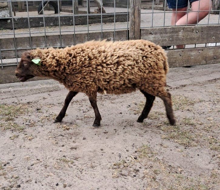 Ouessant schaapje ooi 🐑, Vrouwelijk, Schaap, 0 tot 2 jaar