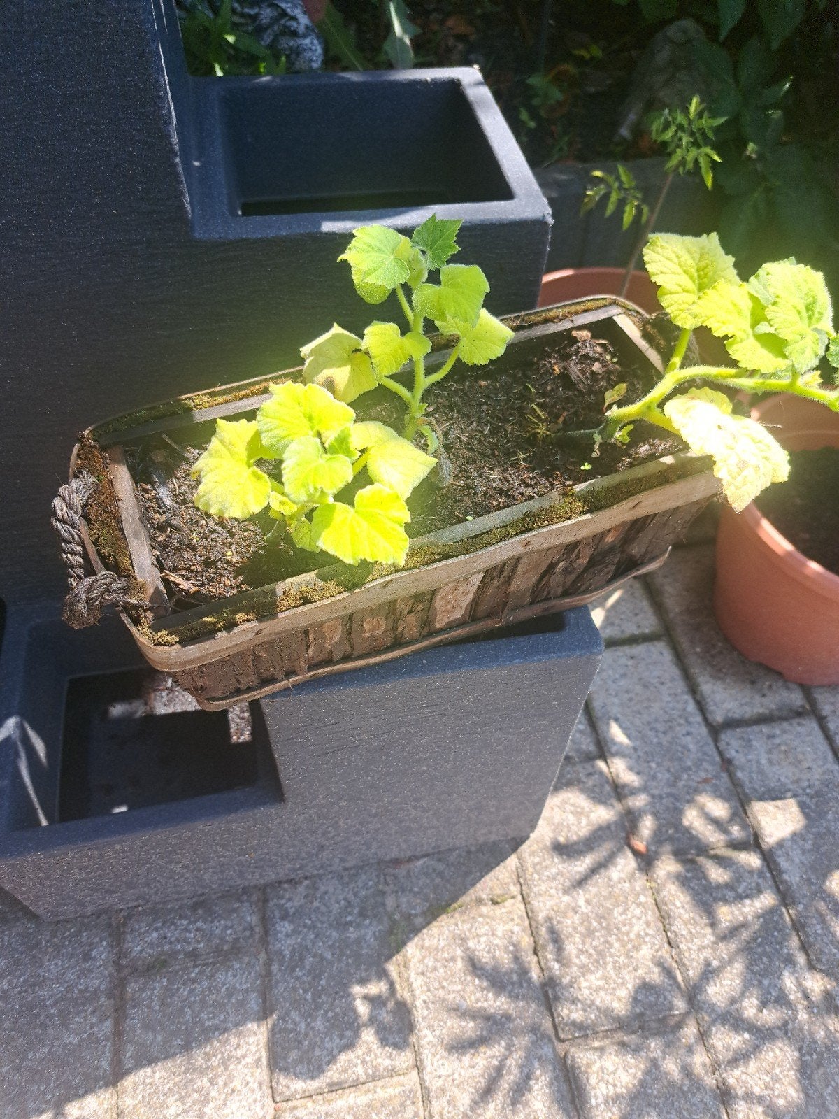 Flespompoenplanten - 3 stuks in bak, eetbaar en lekker, Ophalen of Verzenden