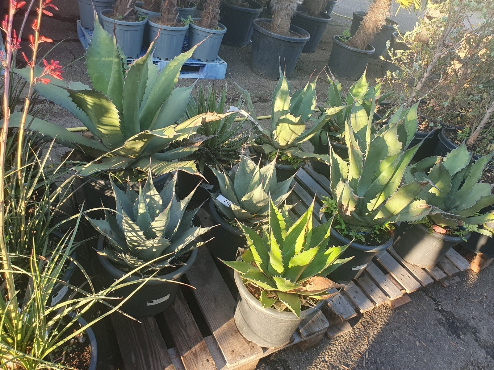 AANBIEDING 50% KORTING Agaves, Tuin en Terras, Planten | Tuinplanten, Ophalen, Overige soorten, Volle zon