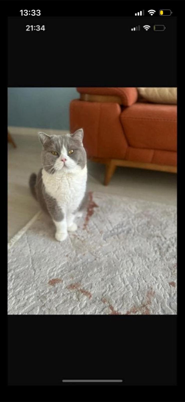 Lieve britse korthaar zoekt liefdevol huisje, Kater