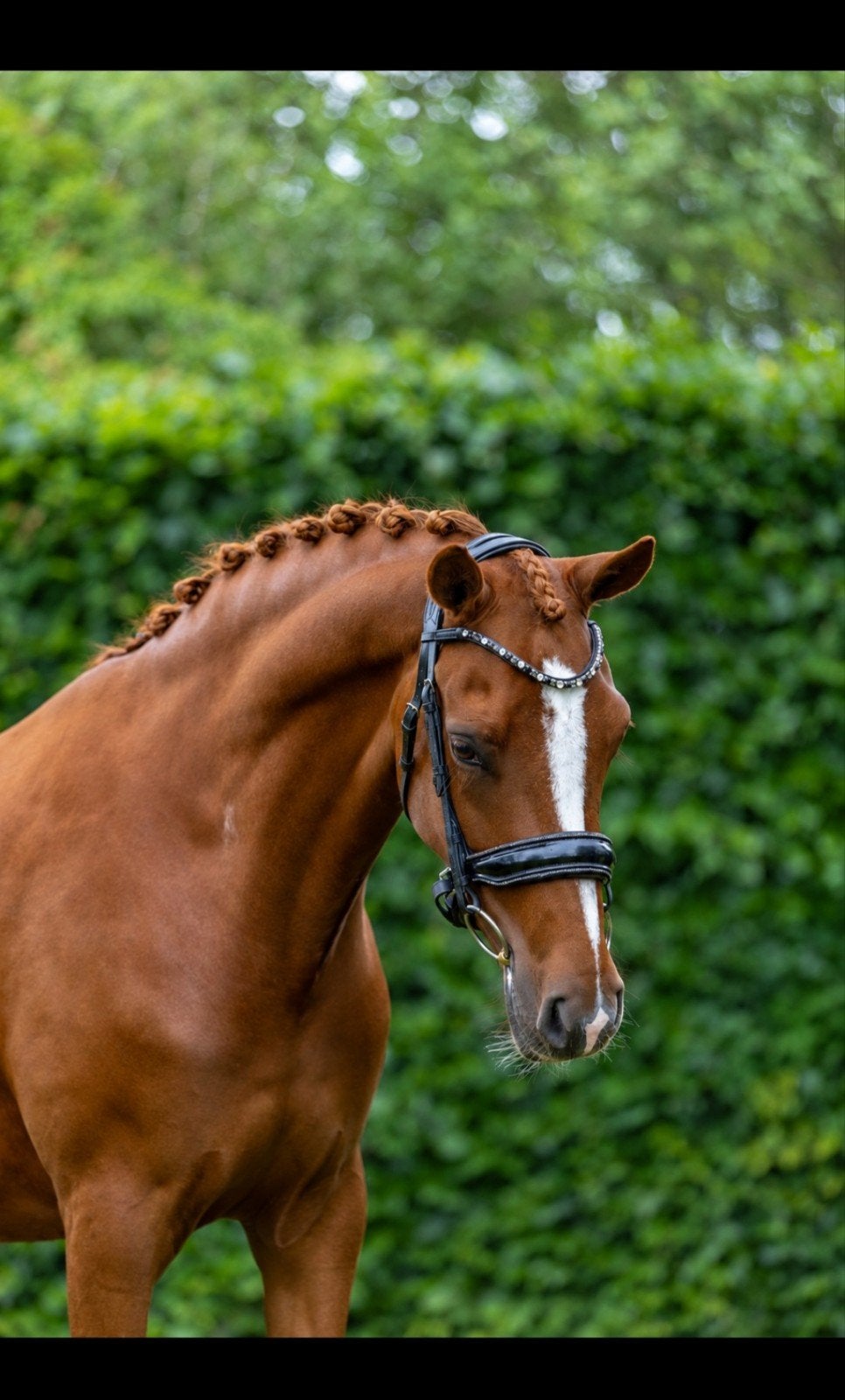 Super lieve D sportpony te koop
(FS Next Diamon X, Merrie, Met stamboom, Dressuurpony, 3 tot 6 jaar