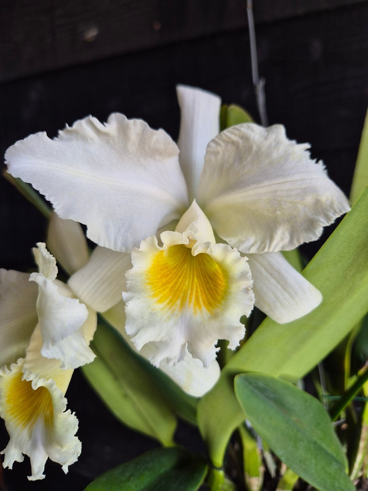 Cattleya gaskelliana var. alba, Ophalen of Verzenden, Halfschaduw, Minder dan 100 cm