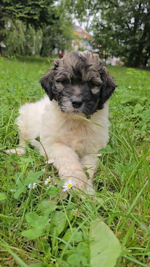 Aussiedoodle X doodle, Dieren en Toebehoren, 8 tot 15 weken, Parvo, Meerdere, Meerdere dieren