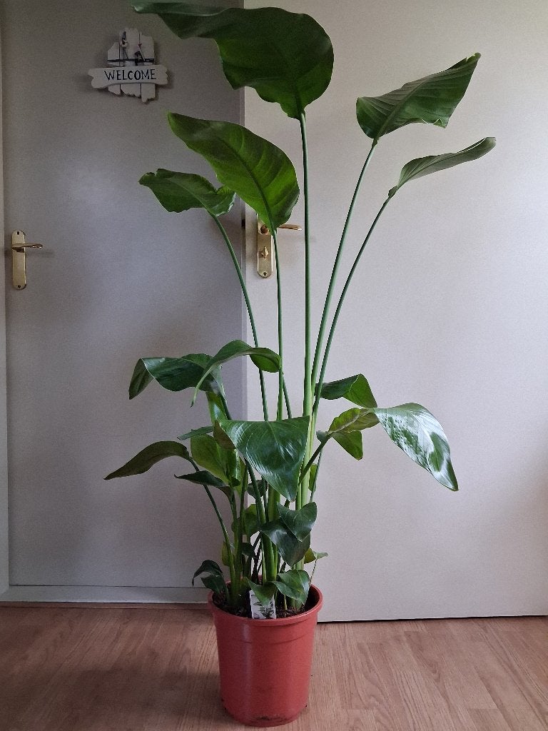 XL Strelitzia Nicolai - Paradijsvogelplant H: 150 cm., Huis en Inrichting, Kamerplanten, Ophalen, Overige soorten, Halfschaduw