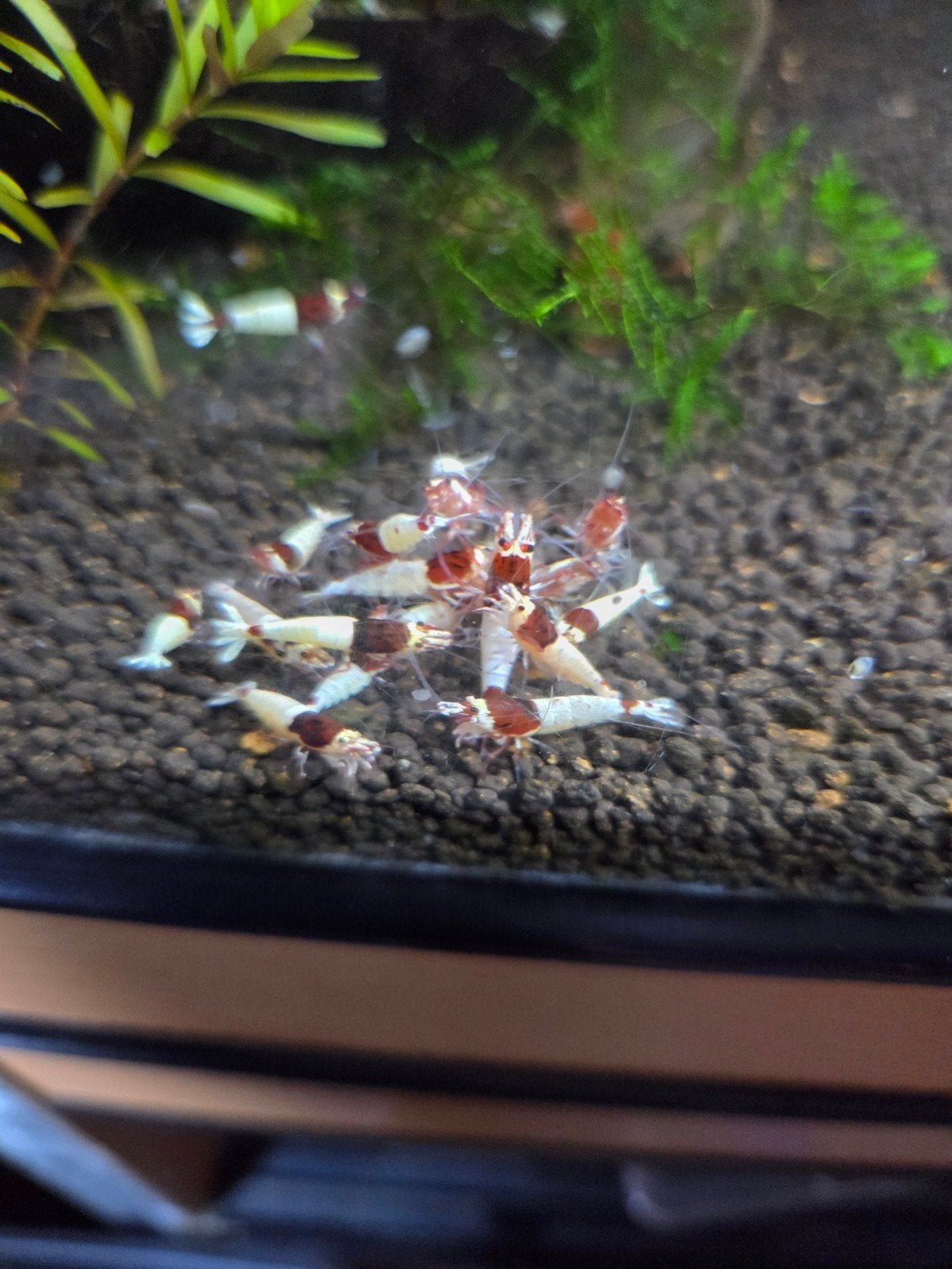 Red mosura garnalen caridina, Dieren en Toebehoren, Vissen | Aquariumvissen, Kreeft, Krab of Garnaal