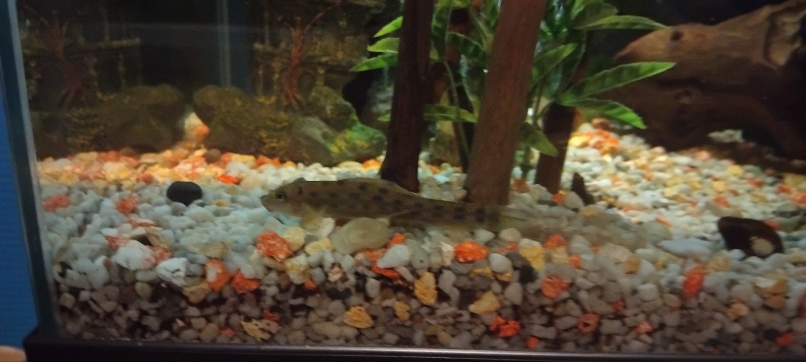 Chinese algeneter, circa 6 cm, Dieren en Toebehoren
