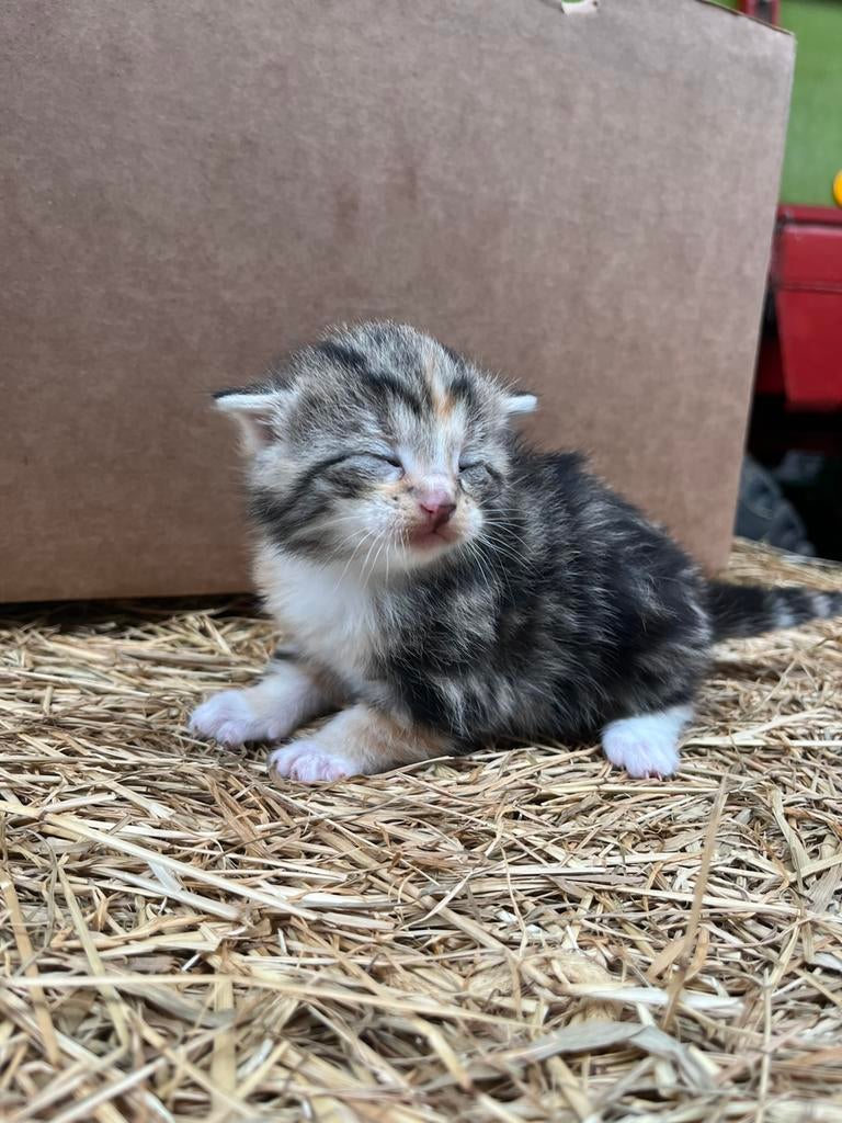Boerderij kittens, Dieren en Toebehoren, Meerdere dieren, Kortharig
