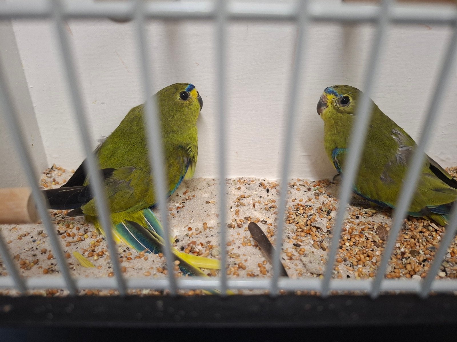elegant parkiet koppel, Dieren en Toebehoren, Vogels | Parkieten en Papegaaien, Meerdere dieren, Parkiet