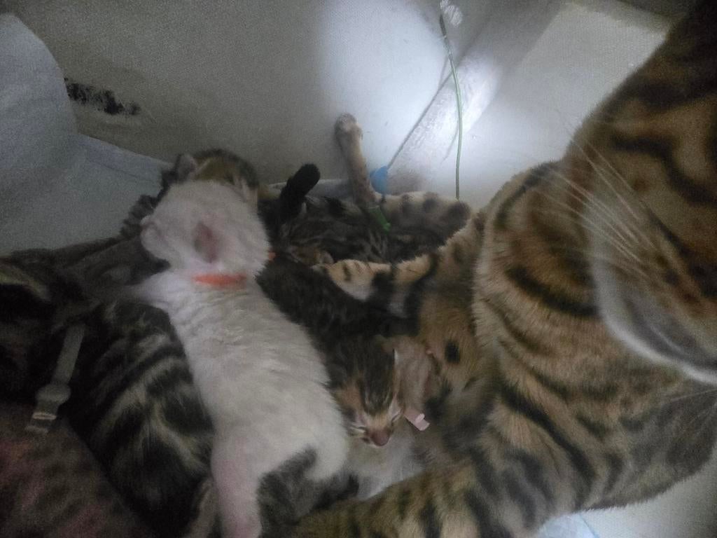 Beschikbaar: prachtige Bengaalse kittens, Meerdere dieren