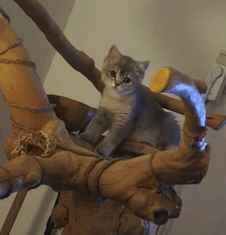 Britse korthaar kitten, Dieren en Toebehoren, Katten en Kittens | Raskatten | Korthaar, Poes, Ontwormd