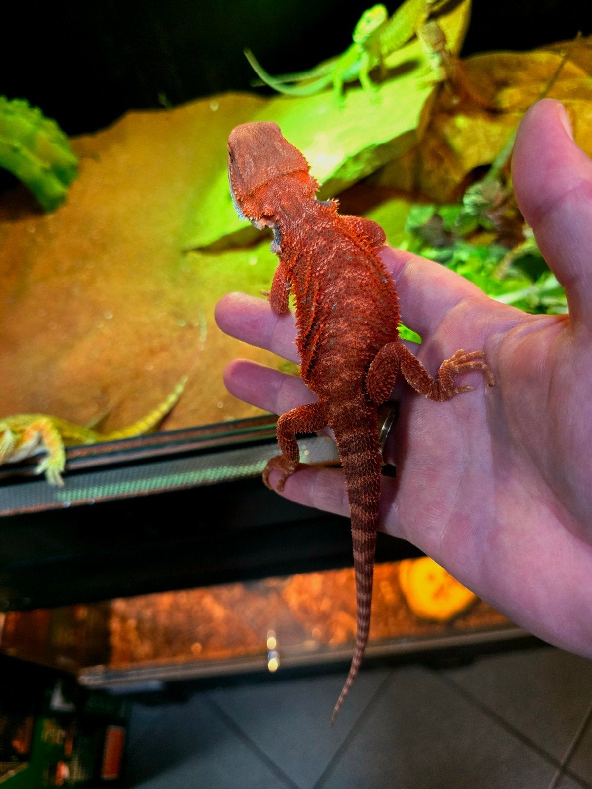 Prachtige 100% Red Monster baardagamen (Pogona vitticeps)