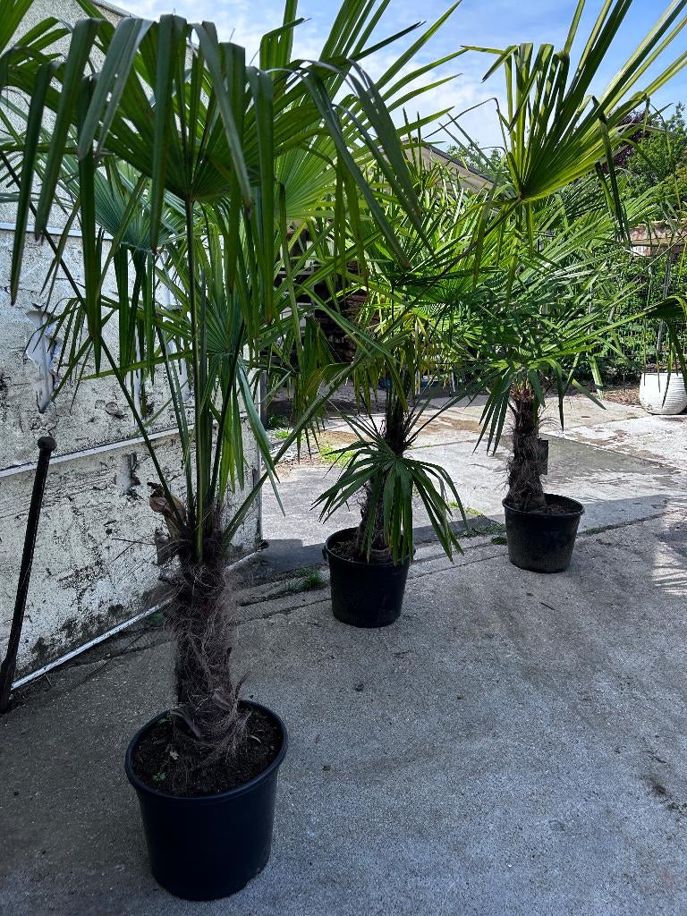 palmbomen, palm, Trachycarpus Fortunei, winterhard, Tuin en Terras, Planten | Bomen, 100 tot 250 cm, Zomer, Palmboom, Ophalen