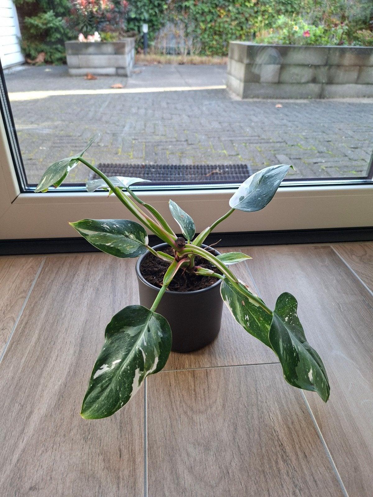 Kamerplant met witte bladeren (exclusief pot), Ophalen