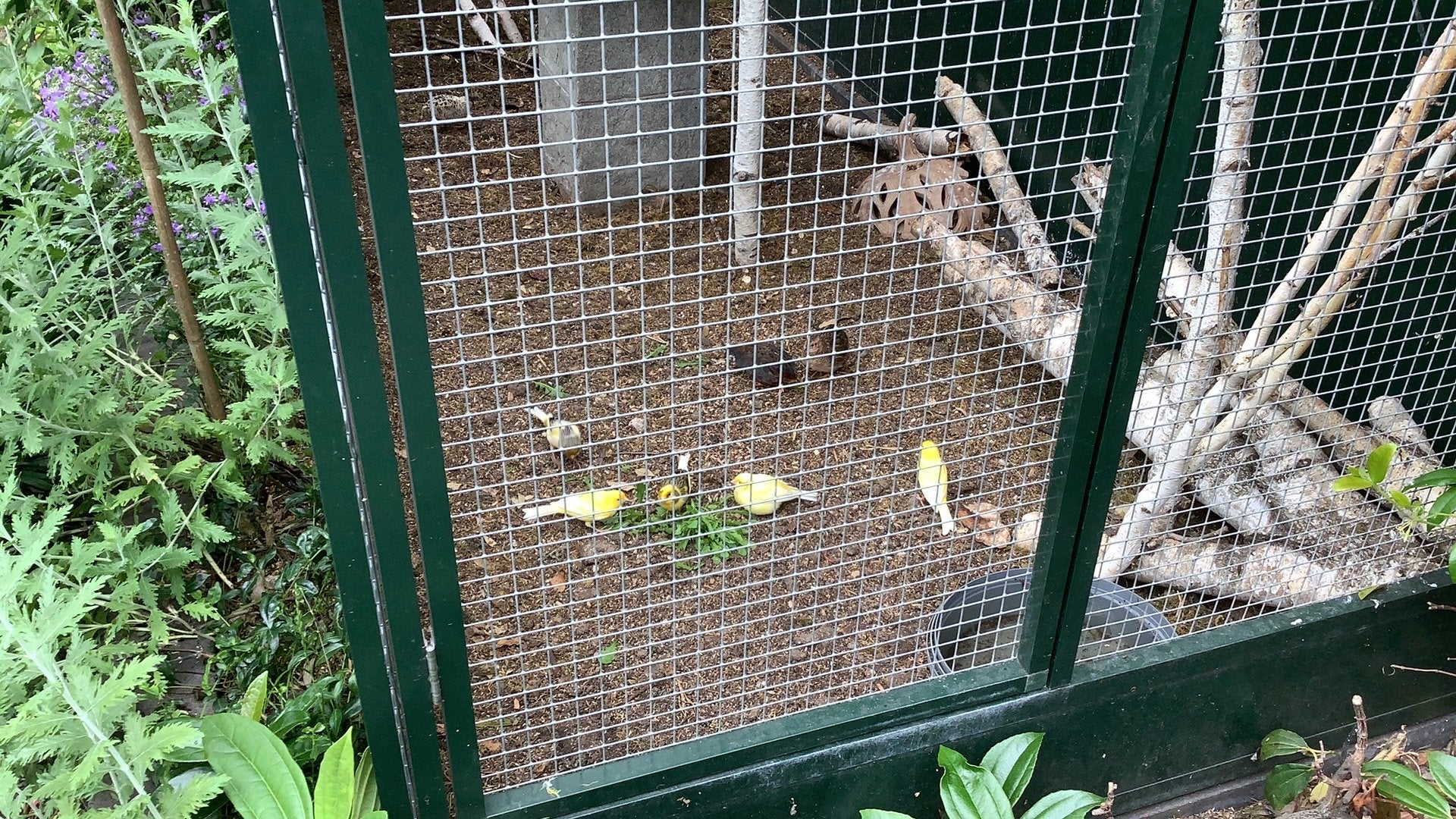 Kwartels, Dieren en Toebehoren, Meerdere dieren