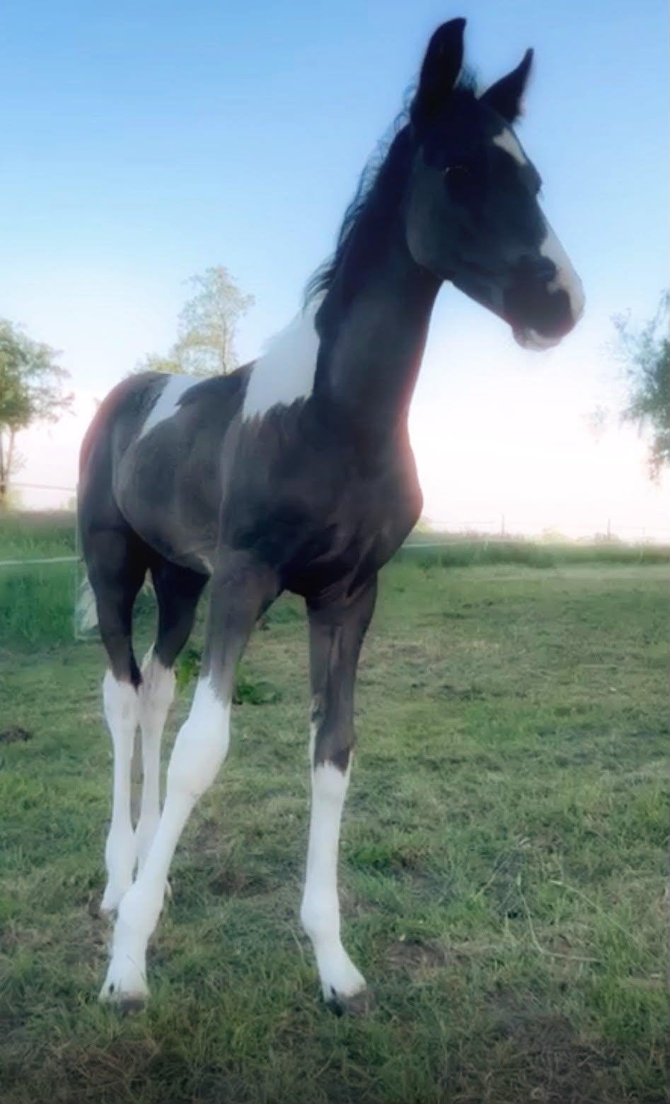Ferdinand Barokpinto x Trakehner Hengstveulen, Hengst