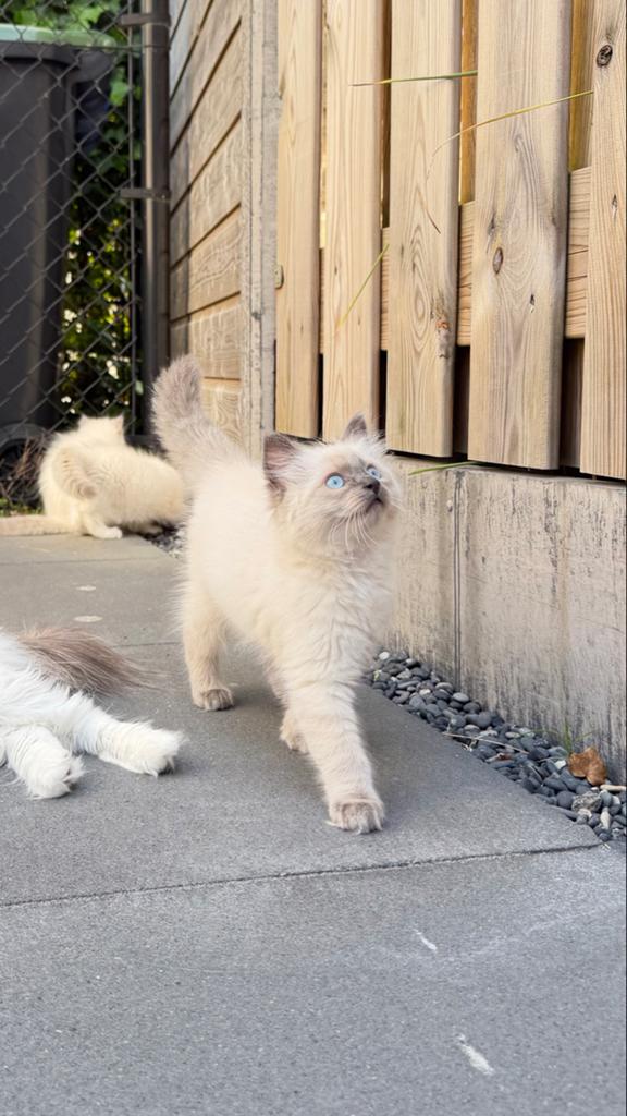 Ragdoll kitten poesje | Blue Point Chocolate laatste, Poes