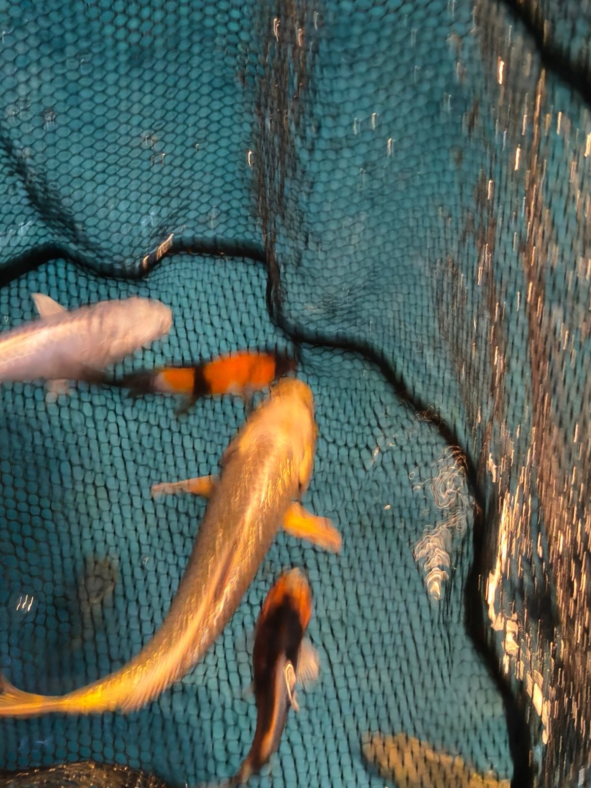 Japanse koi,s, Karper of Koi