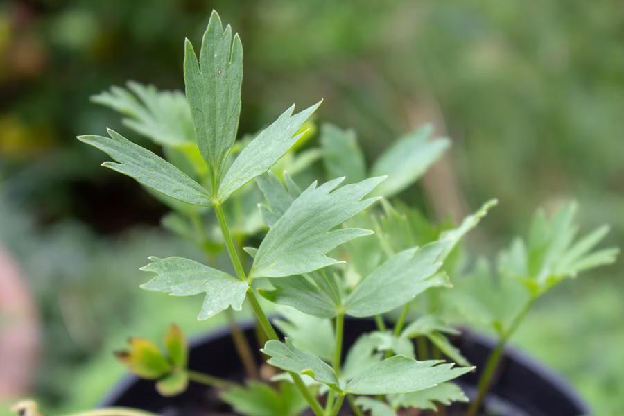 Lavas maggie plant, Ophalen, Overige soorten, Volle zon