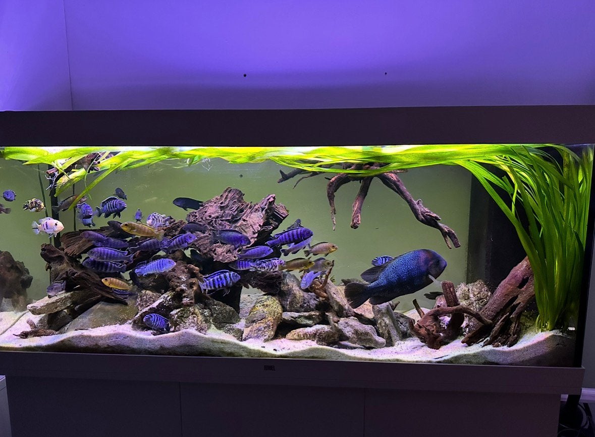 Juwel 450 liter aquarium met onderkast (compleet of los), Ophalen, Gebruikt, Leeg aquarium, Juwel