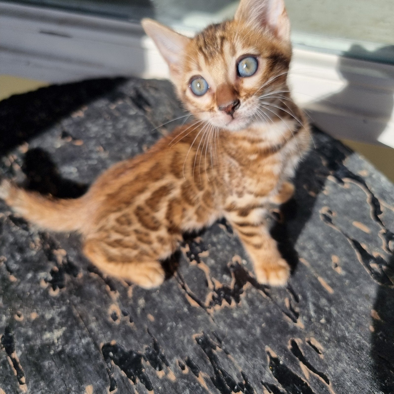 Bengaal kittens met stamboom beschikbaar, Dieren en Toebehoren, Meerdere dieren, Met stamboom, 0 tot 2 jaar