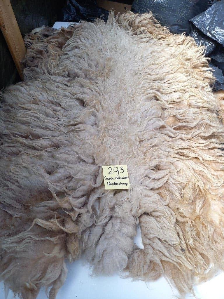 nr 293 Geschoren vacht van een Schoonebeker Heideschaap, Ophalen of Verzenden, Nieuw