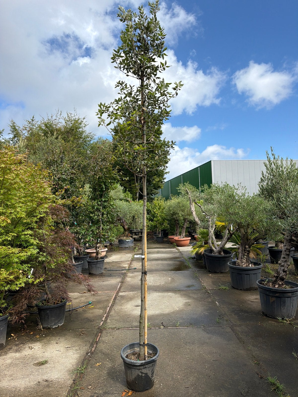Steeneik, stam 180 cm, maat 10/12 - Wintergroene boom, Bloeit niet, 250 tot 400 cm, Volle zon, In pot