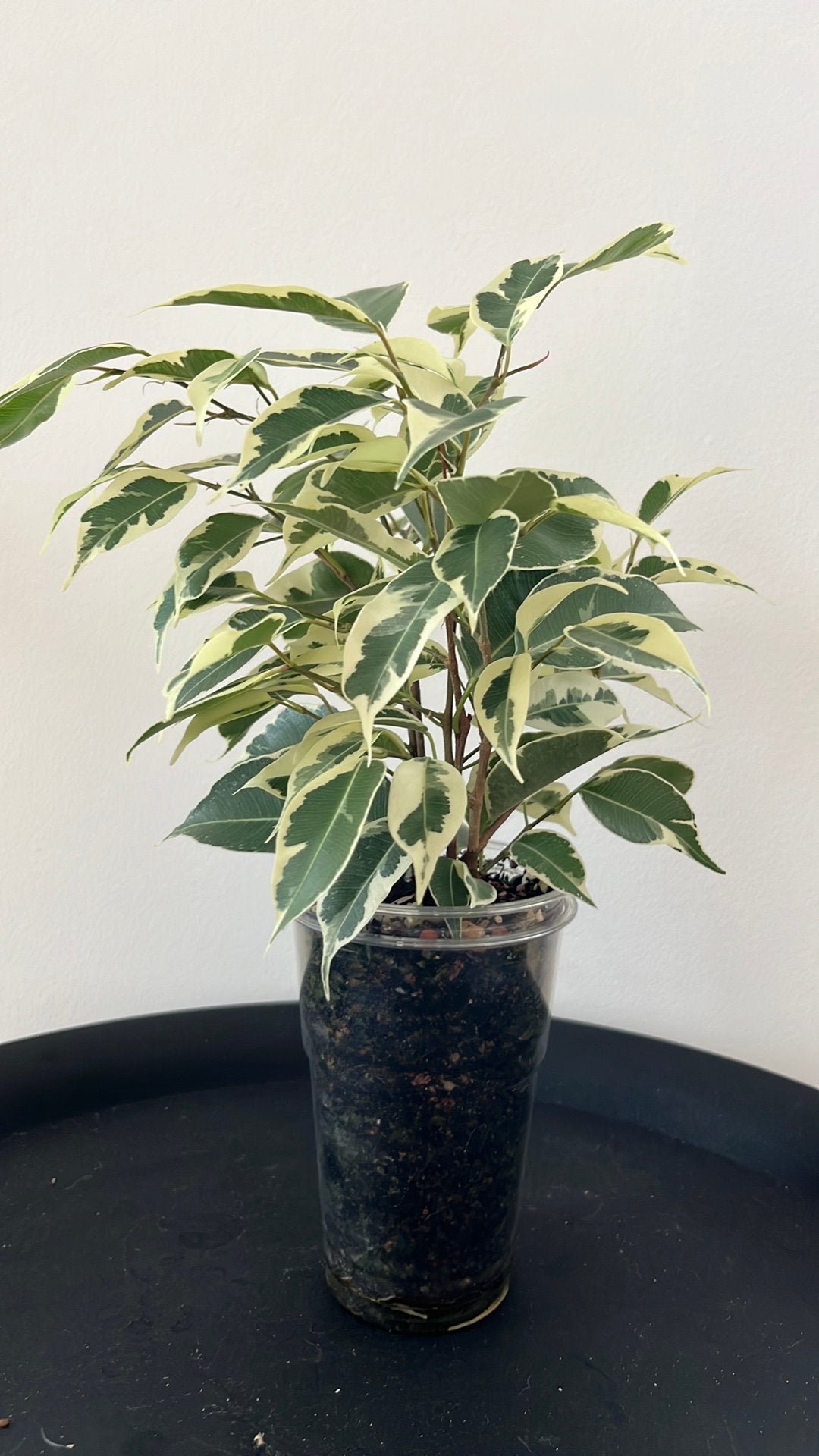 Ficus Starlight, Ophalen, Overige soorten, Halfschaduw