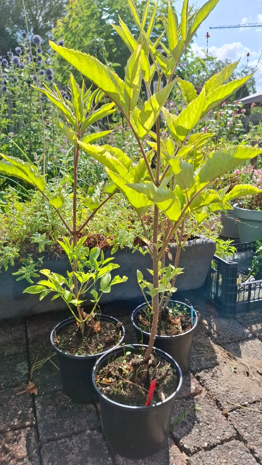 Vlier stekken 3 liter pot, Tuin en Terras, Planten | Tuinplanten, Ophalen, Vaste plant, Overige soorten, Volle zon