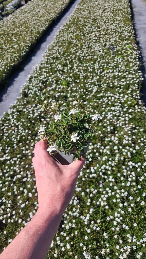 Potentilla Nuuk - Ganzerik - vaste plant - bloeiend, Bodembedekkers, Volle zon, Vaste plant, Ophalen of Verzenden