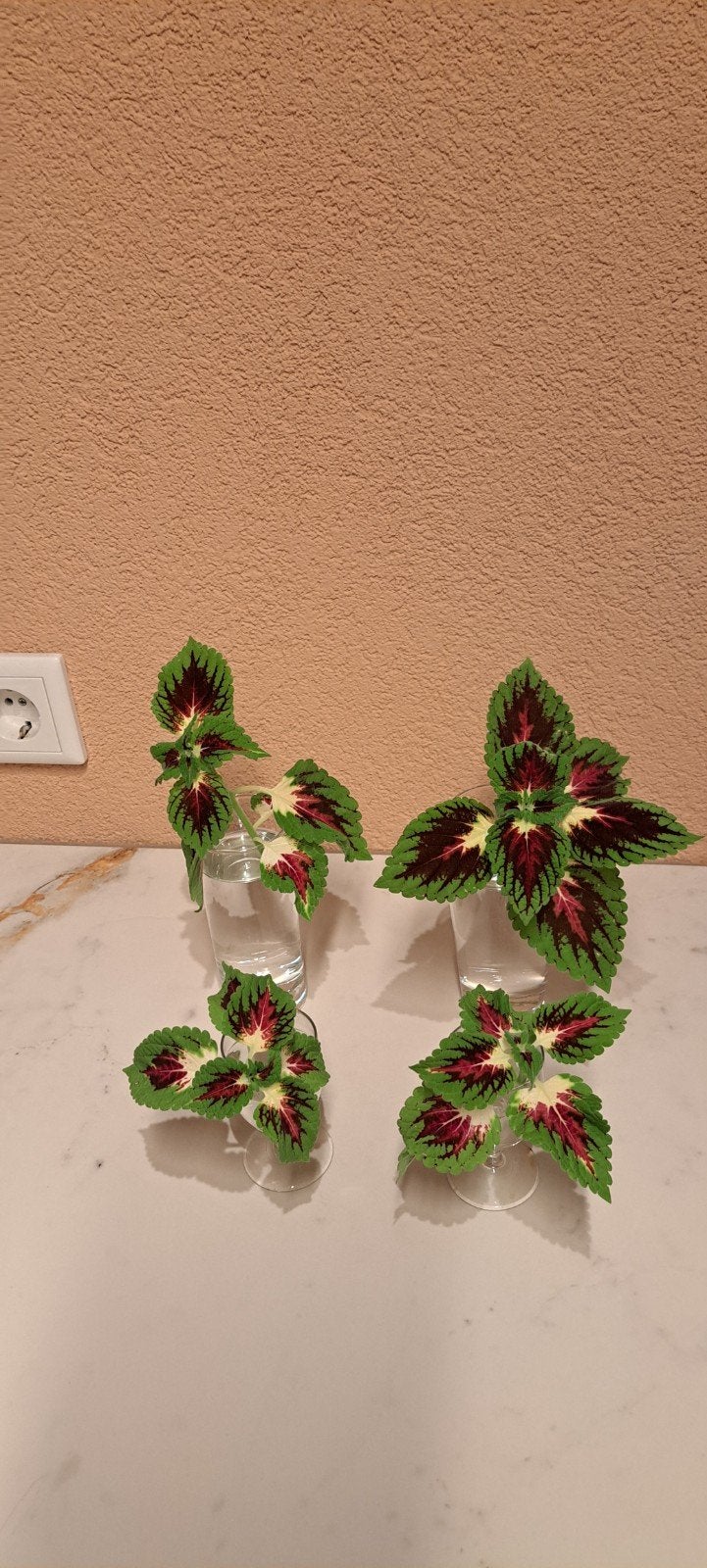 Coleus (siernetel) met opvallende kleuren., Bloeiende kamerplant, Ophalen of Verzenden, Halfschaduw, Minder dan 100 cm