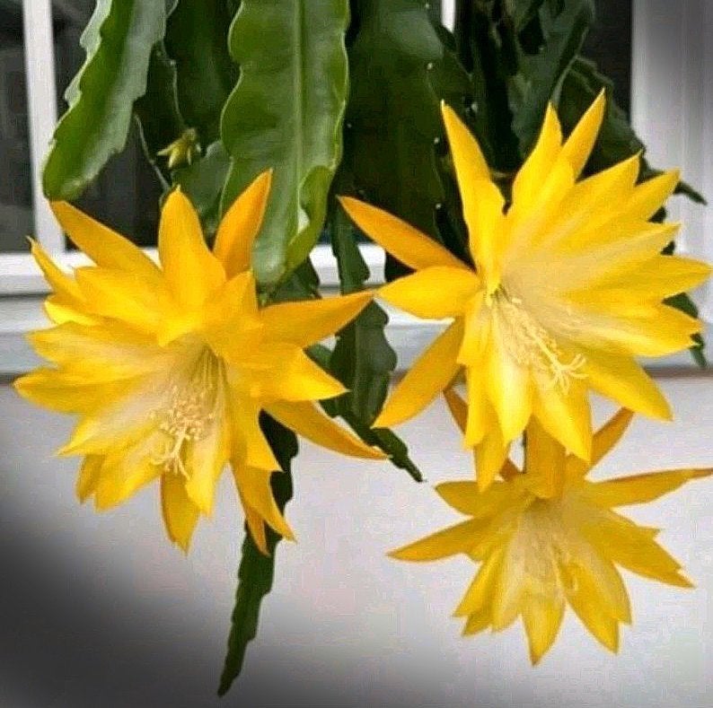 cactus - Kiwi Honeybright, Ophalen of Verzenden, Cactus, Volle zon, Minder dan 100 cm