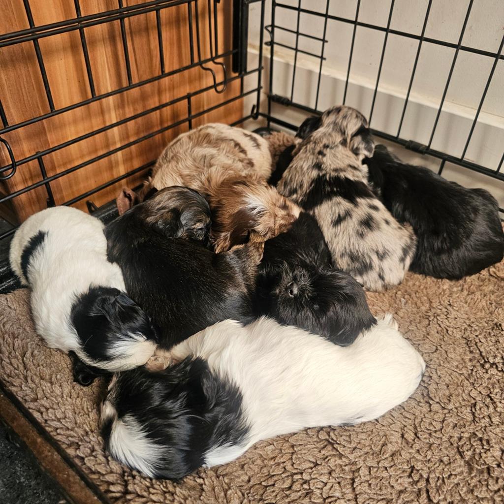 Prachtig Mooie Boomer pups te koop, Overige rassen, 8 tot 15 weken, Meerdere, Meerdere dieren