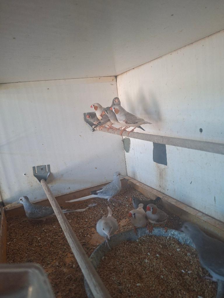 div tropen vogels voor buiten, Meerdere dieren