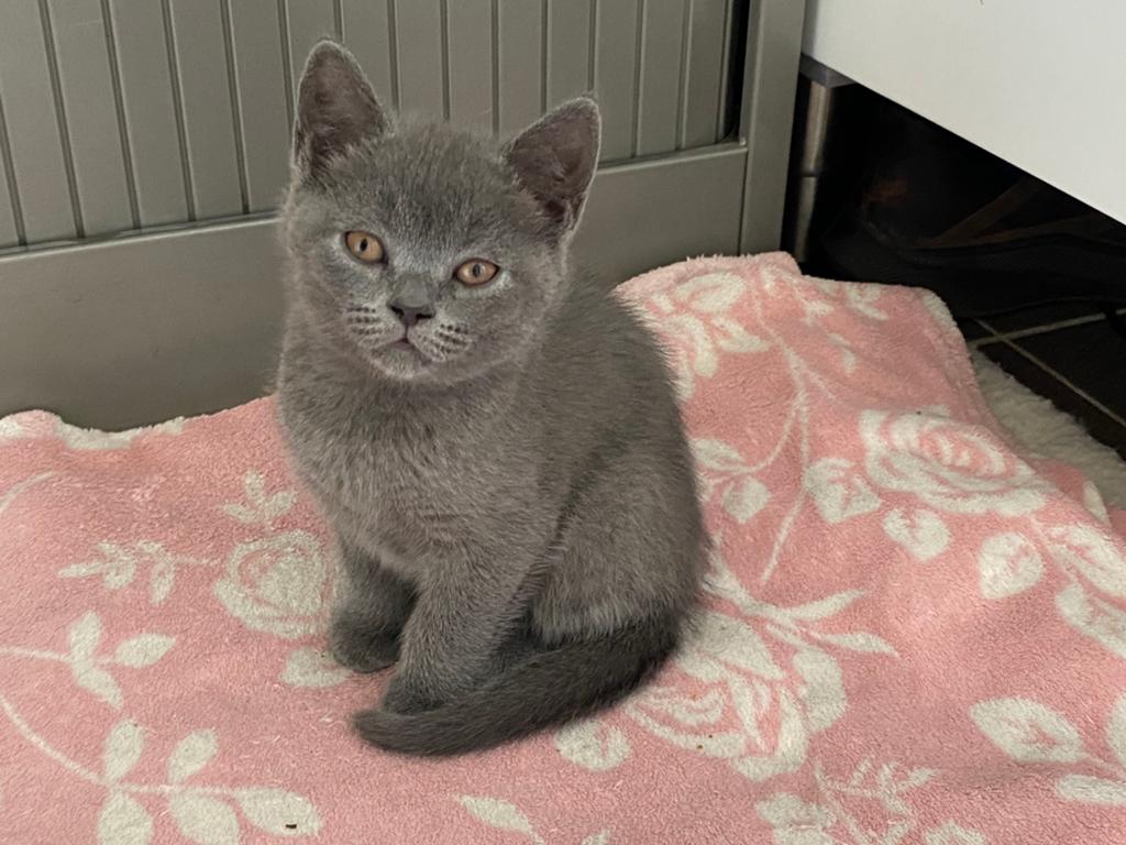 Britse korthaar kater, Dieren en Toebehoren, Kater, Ontwormd, 0 tot 2 jaar