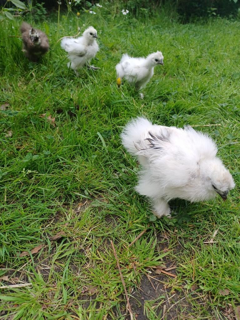Tamme zijdehoen kuikens, Dieren en Toebehoren, Pluimvee, Geslacht onbekend, Kip