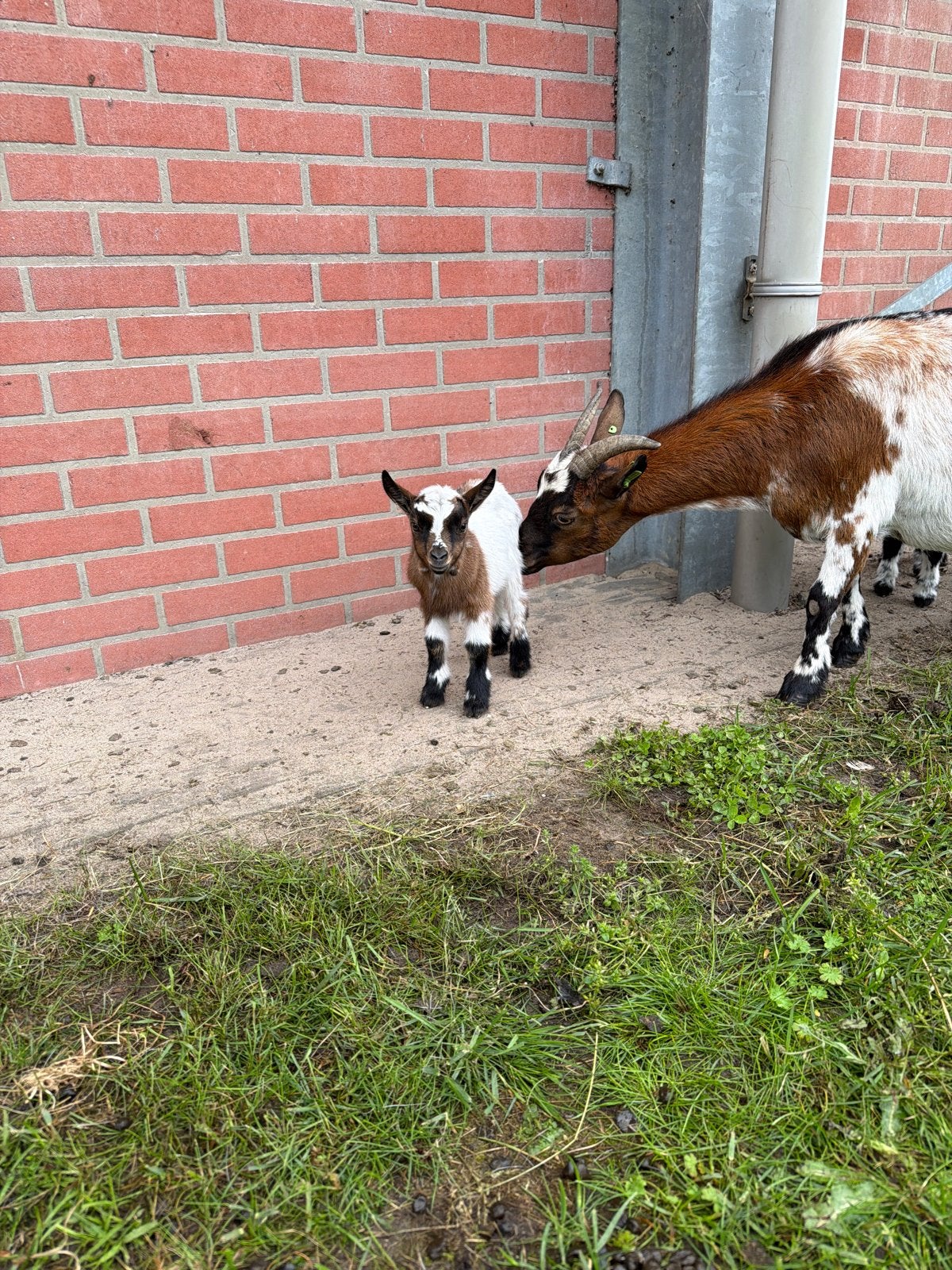 Baby bokjes, Meerdere dieren, Geit